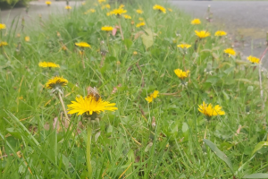 wildflowers in a grass verge
