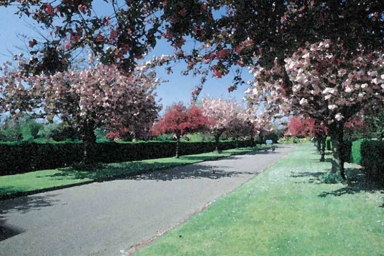 The entrance to Croydon Crematorium on a sunny day with the lane lined with pink blossomed trees 
